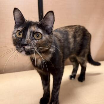 Ziti -  Domestic Short Hair Cat for Adoption in Brentwood, Missouri - Ziti | PetCurious