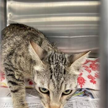 Aquamarine -  Domestic Short Hair Cat for Adoption in Long Beach, California - Aquamarine | PetCurious