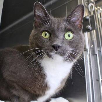 Domestic Short Hair Cats Available for Adoption in Hopkinton, Massachusetts - Daphne | PetCurious