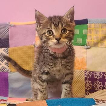 Domestic Short Hair Cats Available for Adoption in Evansville, Indiana - Wisteria | PetCurious
