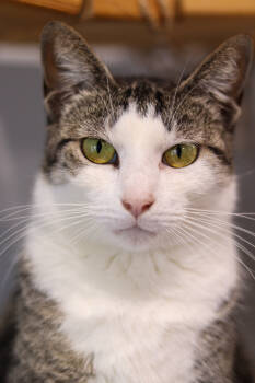 Rescue Domestic Short Hair Cats for Adoption in Lewisburg, Tennessee - Tulip | PetCurious