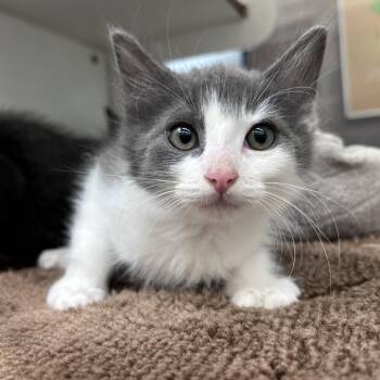 Mackerel -  Domestic Short Hair Cat for Adoption in Cheyenne, Wyoming - Mackerel | PetCurious