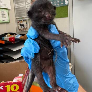 Domestic Short Hair Cats Available for Adoption in Columbiana, Alabama - Crumb Cake (NOT AVAILABLE - IN FOSTER CARE) | PetCurious