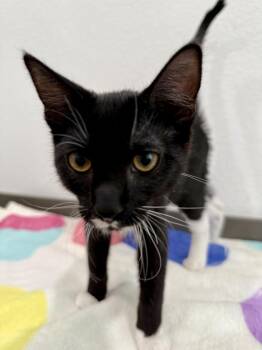 Domestic Short Hair Cats Available for Adoption in Las Vegas, Nevada - Chip | PetCurious