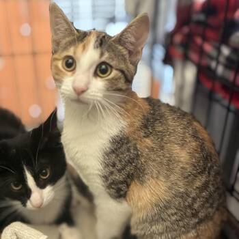 Holly -  Domestic Short Hair Cat for Adoption in South Elgin, Illinois - Holly | PetCurious