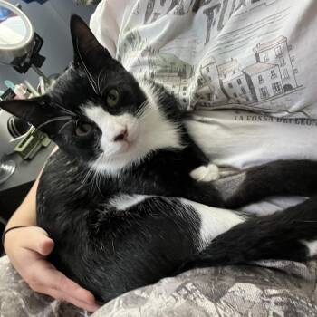 Figaro -  Domestic Short Hair Cat for Adoption in Cambridge, Ontario - Figaro | PetCurious