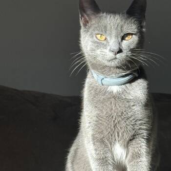 Russian Blue and Domestic Short Hair Cats Available for Adoption - Pumba | PetCurious