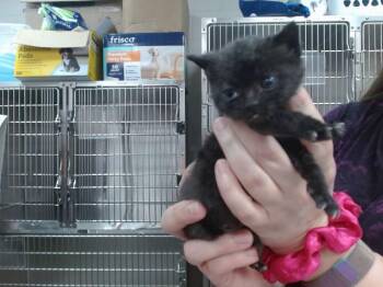 ARIANA GRANDE -  Domestic Short Hair Cat for Adoption in Salinas, California - ARIANA GRANDE | PetCurious