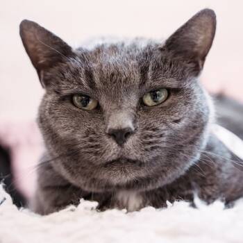Rescue Domestic Short Hair Cats for Adoption in Fairfax Station, Virginia - Daphne | PetCurious