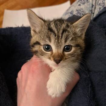 Domestic Short Hair Cats Available for Adoption in New York, New York - Husky | PetCurious