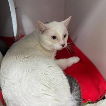 Saint -  Domestic Short Hair Cat for Adoption in Wheaton, Illinois - Saint | PetCurious
