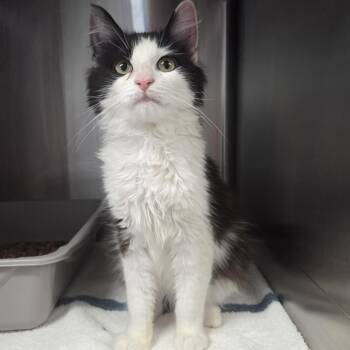Surprise -  Domestic Long Hair Cat for Adoption in Warwick, Rhode Island - Surprise | PetCurious