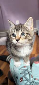 Belle -  Domestic Short Hair Cat for Adoption in Kenhorst, Pennsylvania - Belle | PetCurious