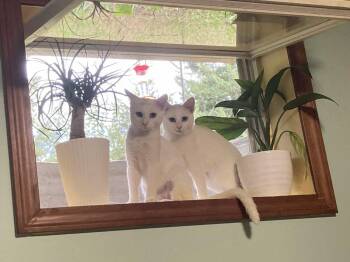 Patience -  Domestic Short Hair Cat for Adoption in Topeka, Kansas - Patience | PetCurious