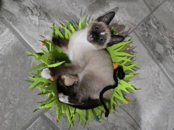 Dunban -  Snowshoe Cat for Adoption in Davis, California - Dunban | PetCurious