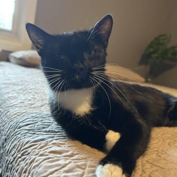 Rescue Domestic Short Hair Cats for Adoption - Lorelai DW 0324 | PetCurious