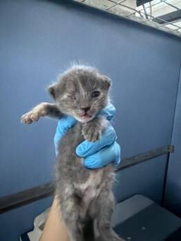 PRINCESS BUBBLEGUM -  Domestic Short Hair Cat for Adoption in San Bernardino, California - PRINCESS BUBBLEGUM | PetCurious