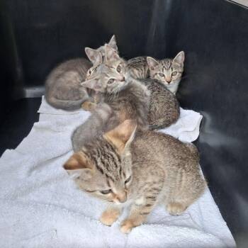 Domestic Short Hair Cats Available for Adoption in Auburn, Alabama - Namib | PetCurious