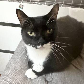 Rescue Tuxedo Cats for Adoption in New York, New York - Batman | PetCurious