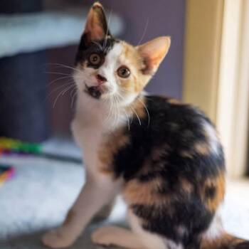 LUNA -  Domestic Short Hair Cat for Adoption in Schnecksville, Pennsylvania - LUNA | PetCurious