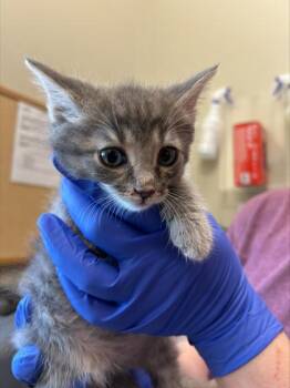 Trombone -  Domestic Short Hair Cat for Adoption in Fishers, Indiana - Trombone | PetCurious