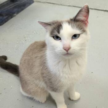 Salem -  Domestic Short Hair Cat for Adoption in Blairsville, Georgia - Salem | PetCurious
