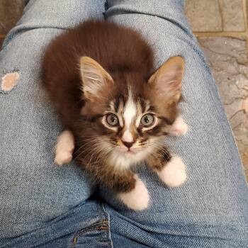 Domestic Short Hair Cats Available for Adoption - Foxglove | PetCurious