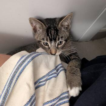 Garbanzo -  Domestic Short Hair Cat for Adoption - Garbanzo | PetCurious