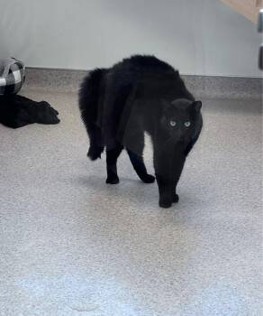 Rick and Rack -  Domestic Medium Hair Cat Available for Adoption in Quincy, Massachusetts - Rick And Rack | PetCurious