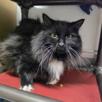Aubrie -  Domestic Long Hair Cat for Adoption in Des Moines, Iowa - Aubrie | PetCurious