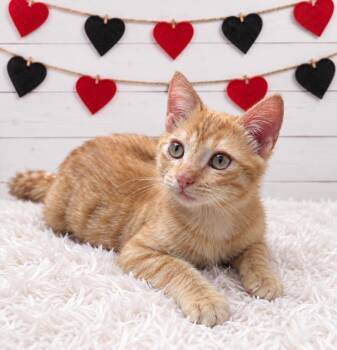 Curry -  Domestic Short Hair Cat for Adoption in Corpus Christi, Texas - Curry | PetCurious