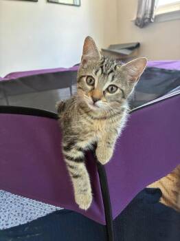 Pretzel (FCID# 06/03/2026 - 3 Christiana PS) -  Tabby Cat for Adoption in Greenville, Delaware - Pretzel (FCID# 06/03/2026 - 3 Christiana PS) | PetCurious