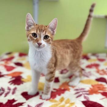 Robert -  Domestic Short Hair Cat for Adoption in Brownsboro, Alabama - Robert | PetCurious