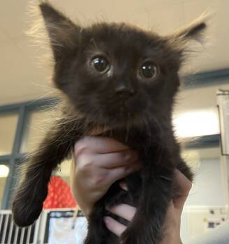 Rescue Domestic Medium Hair Cats for Adoption in Napa, California - Crackle | PetCurious