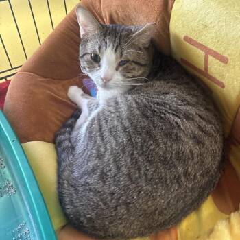 Charming -  Domestic Short Hair Cat for Adoption in Midland, Texas - Charming | PetCurious