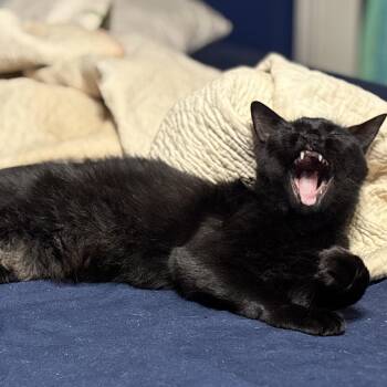 Buttons -  Domestic Medium Hair Cat for Adoption in Liverpool, Texas - Buttons | PetCurious