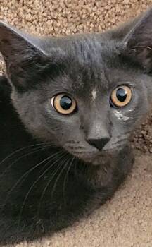 Domestic Short Hair Cats Available for Adoption - Netty | PetCurious