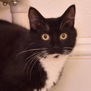 Mz. Tibbetts -  Domestic Long Hair Cat for Adoption in Portland, Oregon - Mz. Tibbetts | PetCurious
