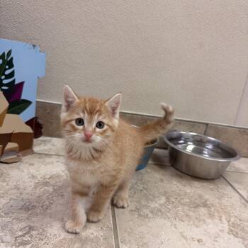 Chicken Coop Litter -  Domestic Short Hair Cat Available for Adoption in Hays, Kansas - Chicken Coop Litter | PetCurious