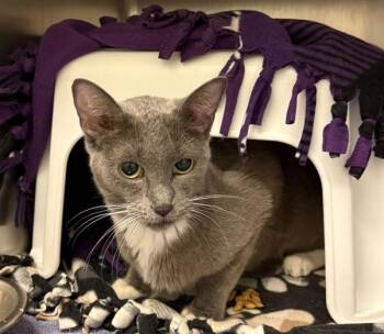 BIJOU -  Domestic Short Hair Cat for Adoption in Minneapolis, Minnesota - BIJOU | PetCurious