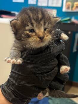 Himmel -  Tabby Cat for Adoption in Nacogdoches, Texas - Himmel | PetCurious
