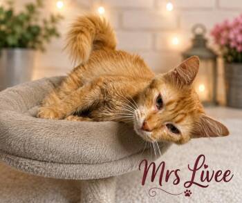 Mrs. Livee -  Domestic Medium Hair Cat for Adoption in Dalton, Georgia - Mrs. Livee | PetCurious