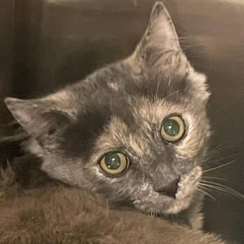 Domestic Medium Hair Cats Available for Adoption in Las Vegas, Nevada - Lily | PetCurious