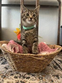 Rescue Domestic Short Hair Cats for Adoption in Muskego, Wisconsin - Jason - Adorable And Affectionate Kitten | PetCurious
