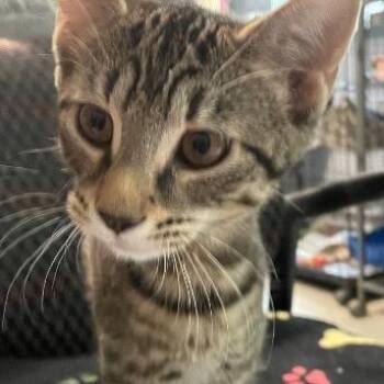 Daisy -  Domestic Short Hair Cat for Adoption in Spencer, Indiana - Daisy | PetCurious