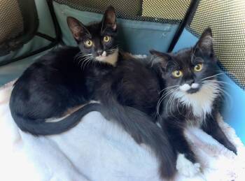Teacup & Shimmy -  Tuxedo and Domestic Long Hair Cat for Adoption in San Luis Obispo, California - Teacup & Shimmy | PetCurious