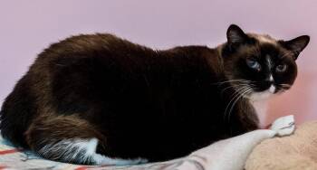 Celeste (bonded to Dipper) - KBC -  Domestic Short Hair and Siamese Cat for Adoption in Dublin, Ohio - Celeste (bonded To Dipper) - KBC | PetCurious