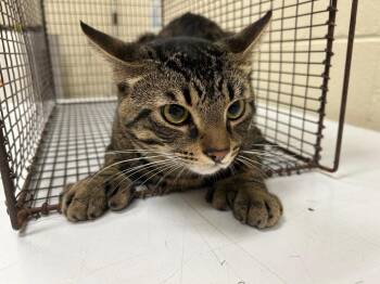 2026-06-048 BEAR BEAR/ OZZY -  Maine Coon Cat for Adoption in Winder, Georgia - 2026-06-048 BEAR BEAR/ OZZY | PetCurious