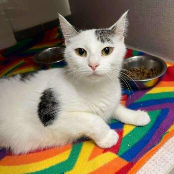 Rescue Domestic Short Hair Cats for Adoption in Buffalo, Minnesota - Disco *Meet Me At Eagan Petsmart* | PetCurious