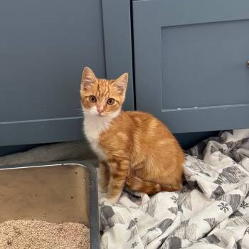 Rescue Domestic Short Hair Cats for Adoption in Washougal, Washington - Declan | PetCurious